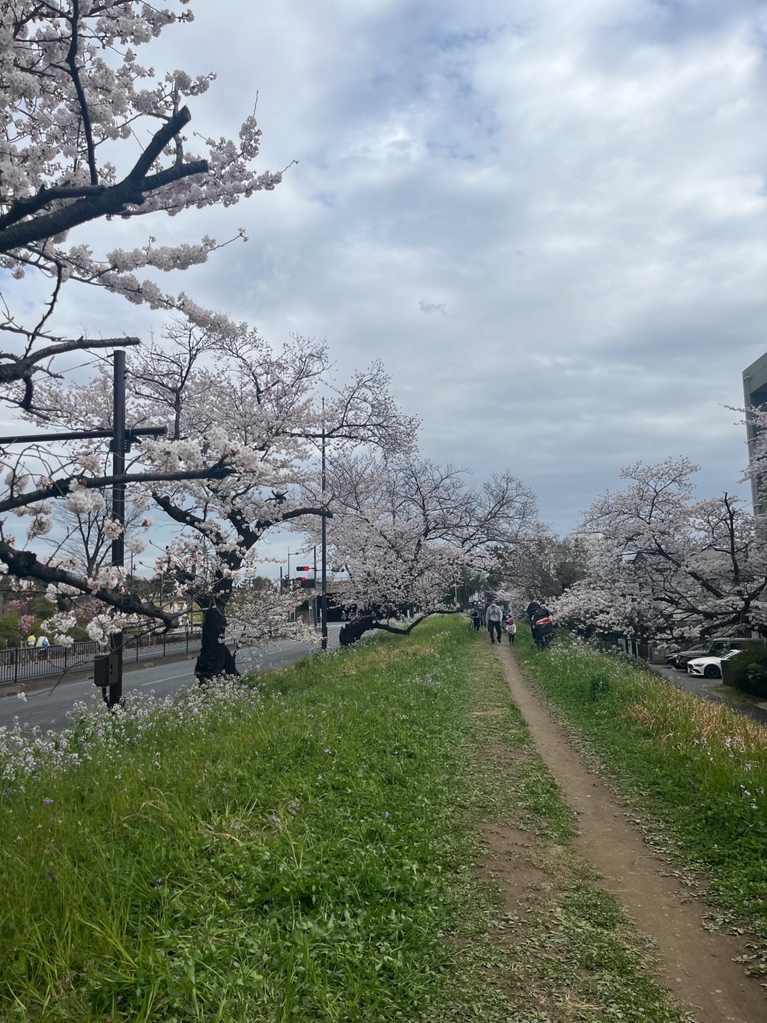 初開催！アーバンテラスのお花見会＊ 関東6ハウスの入居者が集合しま